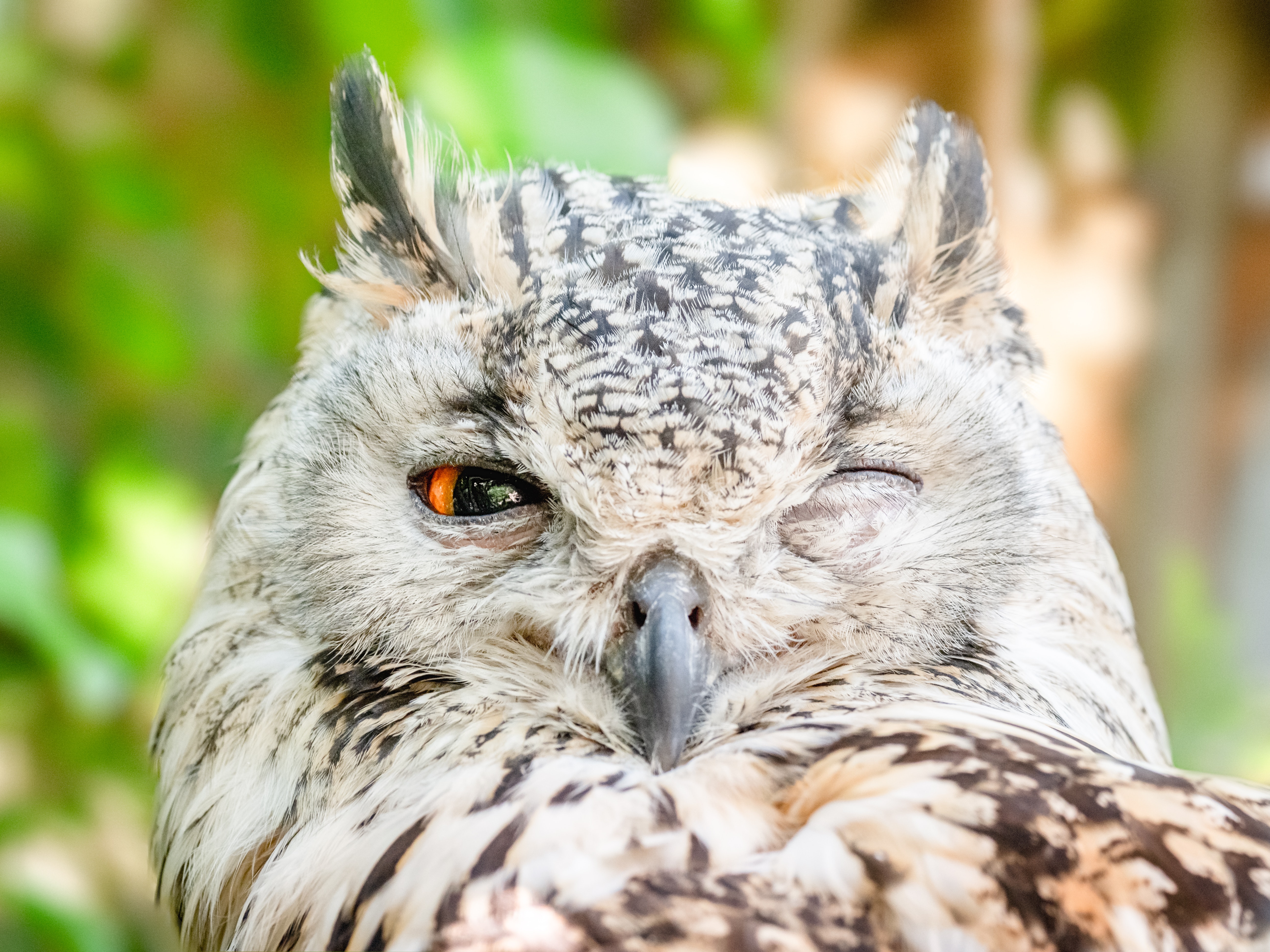 close-up-photo-of-owl-with-one-eye-open-1564839